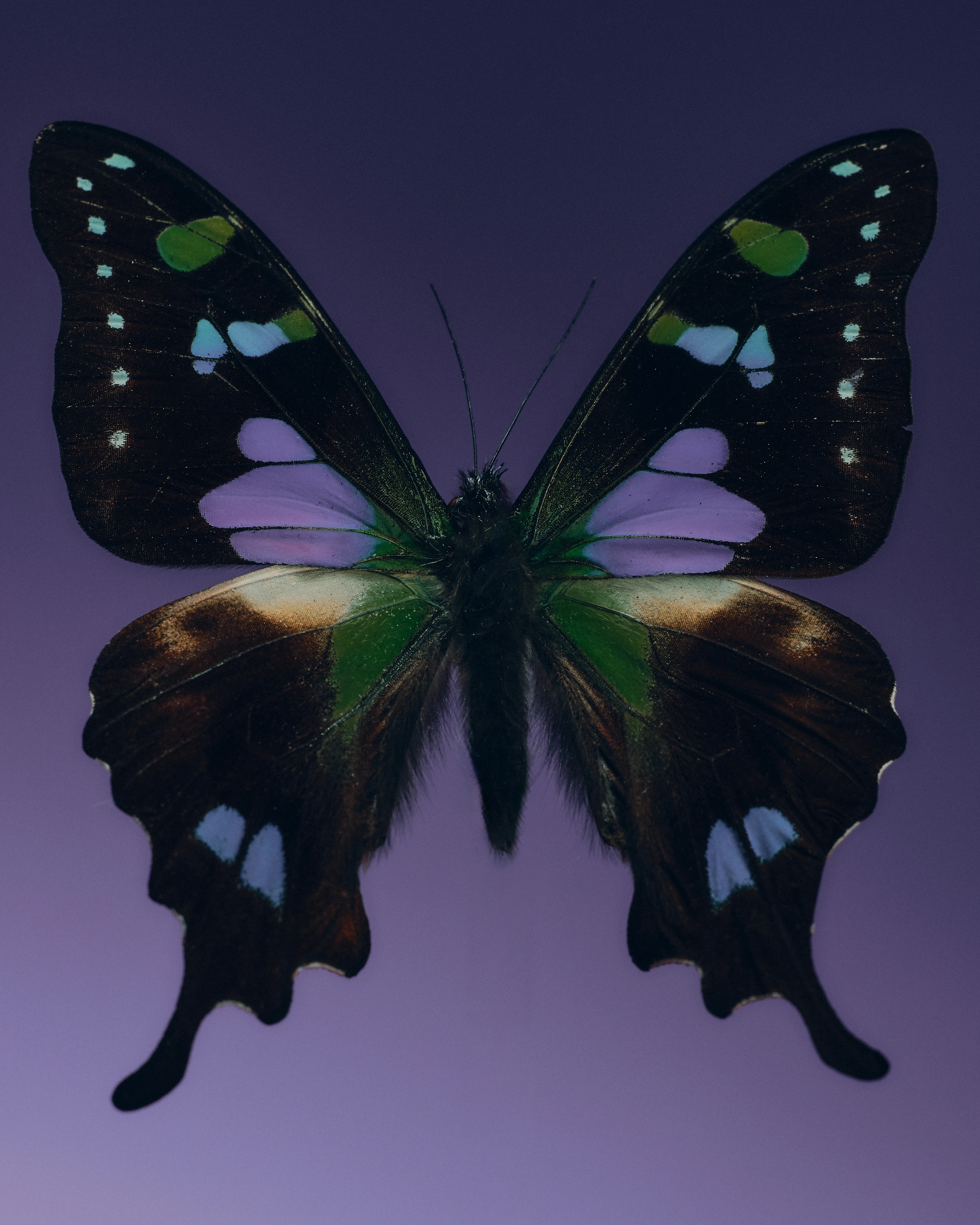 Nahaufnahme eines Schmetterlings mit schwarzen Flügeln und auffälligen blauen, grünen und violetten Flecken vor einem dunklen Hintergrund.
